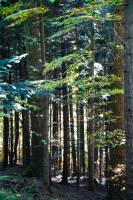 Mallory VERRIER - MALLORY VERRIER